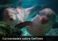 /album/fotogaleria/a21-curiosidades-sobre-delfines-jpg/
